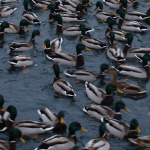 Duck Hunting: The Beginner’s Guide