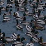 Duck Hunting: The Beginner’s Guide