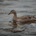 <strong>TOP 12 STATES WITH MOST ACTIVE DUCK HUNTERS IN 2023</strong>