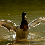 <strong>The Unknown History Of Duck Hunting</strong>