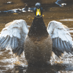 The Unspoken Etiquette of Duck Hunting