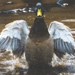 The Unspoken Etiquette of Duck Hunting